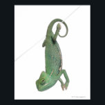 Chamäleon, Jungweide, Chamaeleo calyptratus Poster<br><div class="desc">Young veiled chameleon | Leben in Weiß | AssetID: 128011252</div>