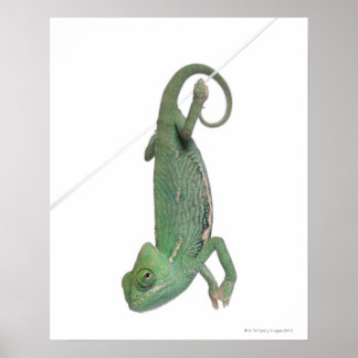 Chamäleon, Jungweide, Chamaeleo calyptratus Poster