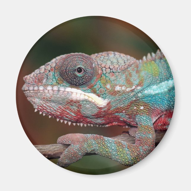 Chamäleon Magnet (Vorne)