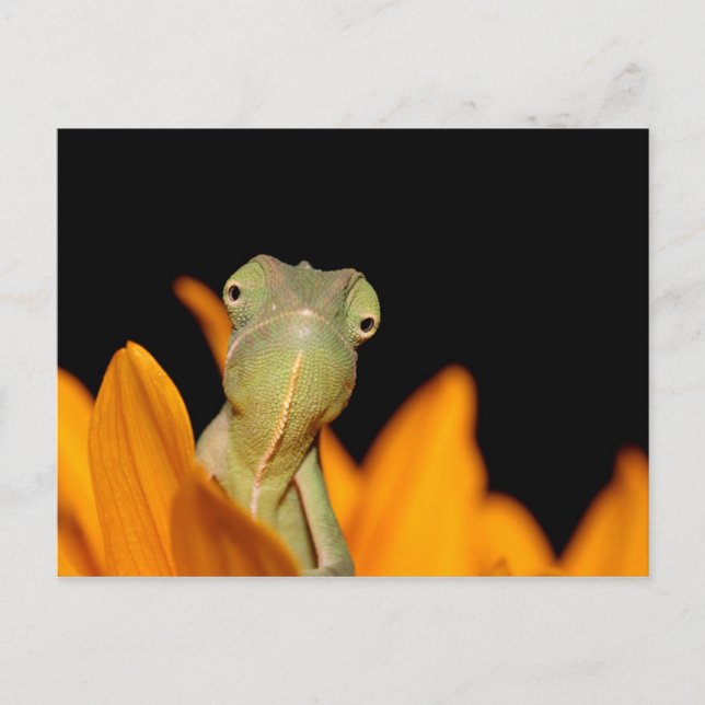 Chamäleon Postkarte (Vorderseite)