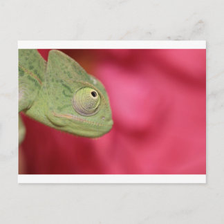 Chamäleon Postkarte