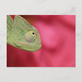Chamäleon Postkarte