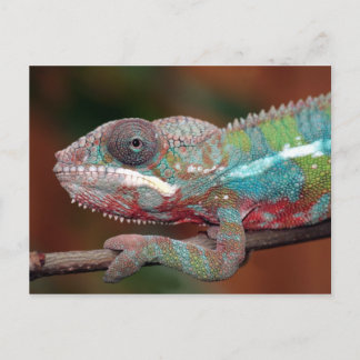 Chamäleon Postkarte