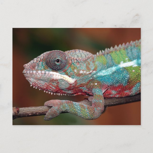 Chamäleon Postkarte (Vorderseite)