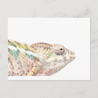 Chamäleon Postkarte