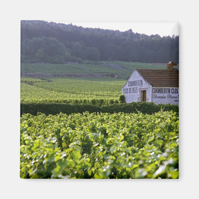 Chambertin Clos de Beze Grand Cru Weinberg Magnet (Vorne)