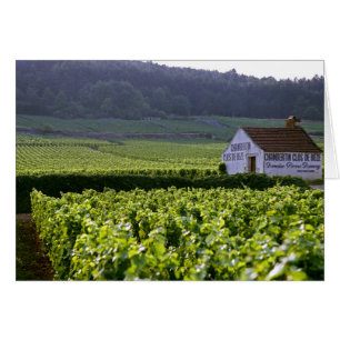 Chambertin Clos de Beze Grand Cru Weinberg mit