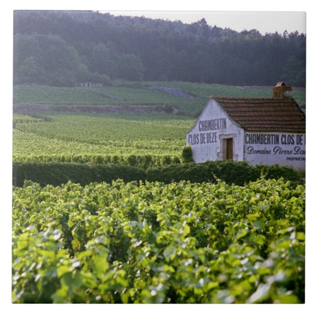 Chambertin Clos de Beze Grand Cru Weinberg mit Fliese (Vorderseite)