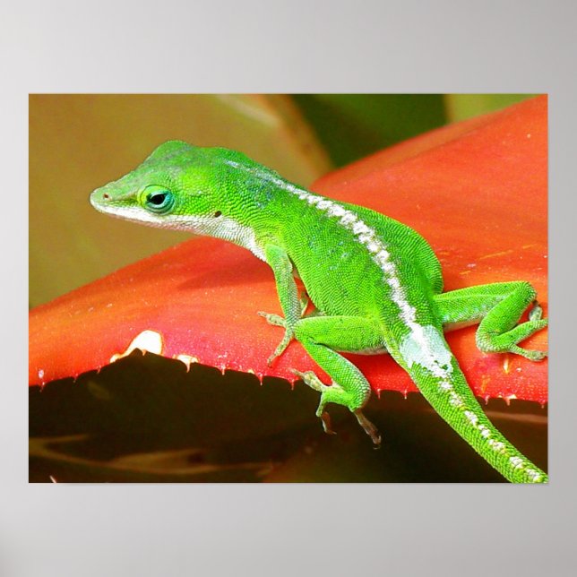Chameleon 1 poster (Vorne)