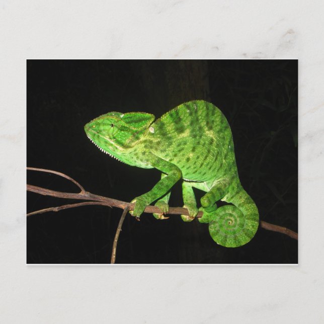 Chameleon (Chamaeleo zeylanicus) Postkarte (Vorderseite)