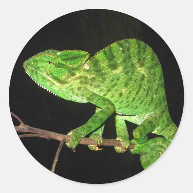 Chameleon (Chamaeleo zeylanicus) Runder Aufkleber (Vorderseite)