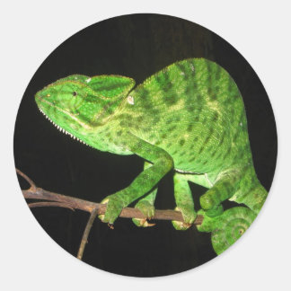 Chameleon (Chamaeleo zeylanicus) Runder Aufkleber