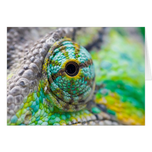 Chameleon eye (Vorderseite (Horizontal))
