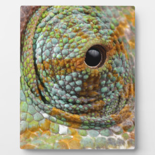Chameleon Eye Mod Stylish Animal Fotoplatte