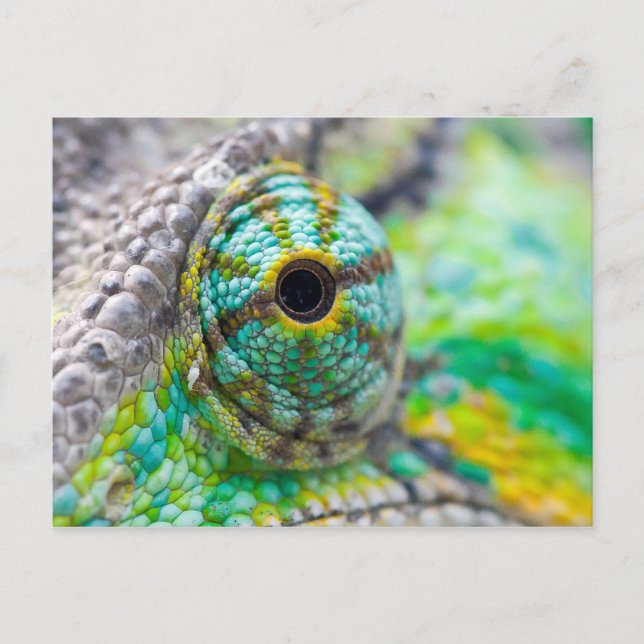 Chameleon eye postkarte (Vorderseite)