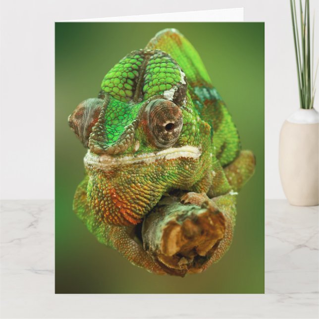 Chameleon-Foto Karte (Vorderseite)