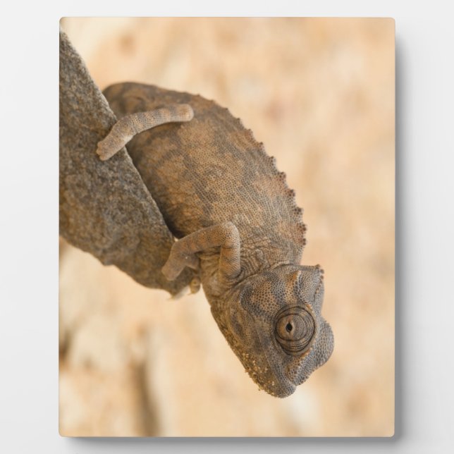 Chameleon in Namibia Fotoplatte (Vorderseite)