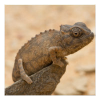 Chameleon in Namibia