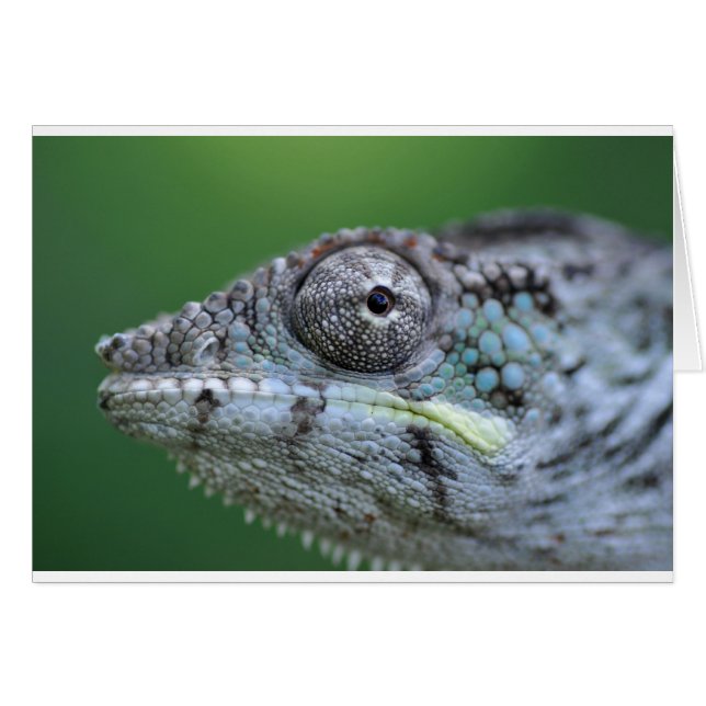 Chameleon-Portrait (Vorderseite (Horizontal))