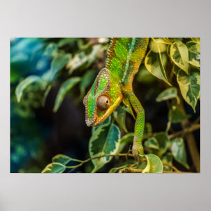 Chameleon Poster