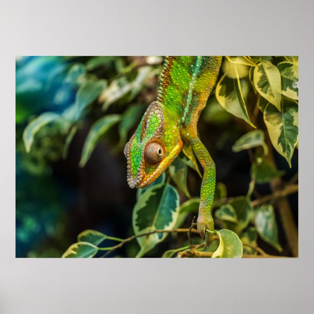 Chameleon Poster (Vorne)