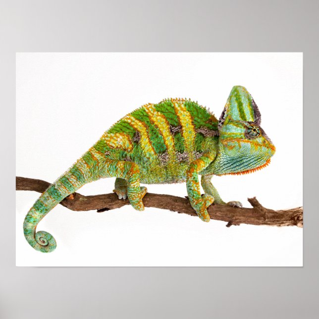 Chameleon Poster (Vorne)