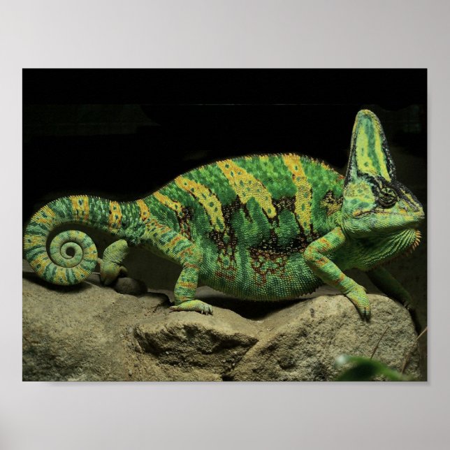 Chameleon Poster auf der Rückseite (Vorne)