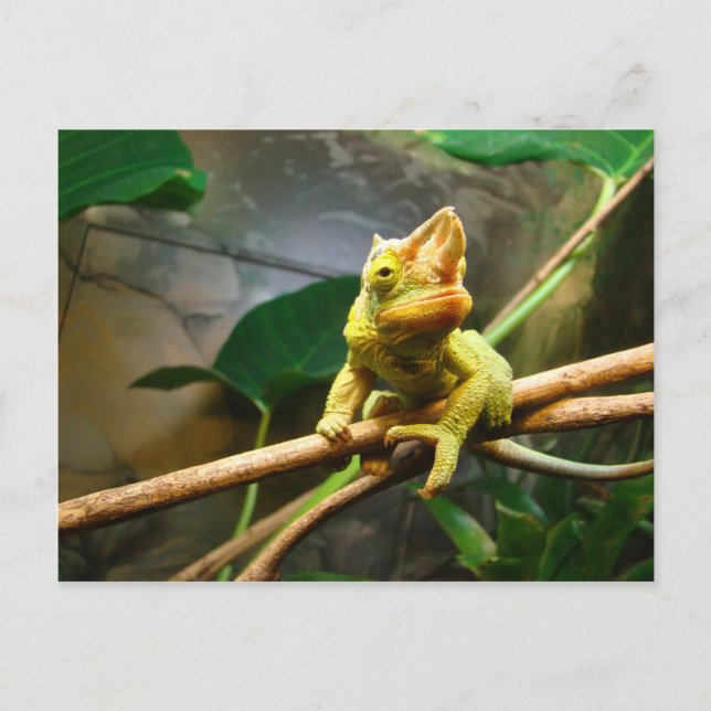 Chameleon Postkarte (Vorderseite)