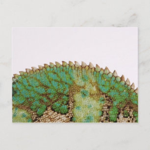 Chameleon Postkarte