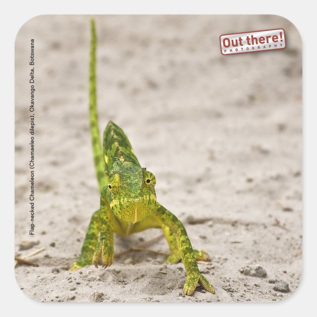 Chameleon Quadratischer Aufkleber (Vorderseite)