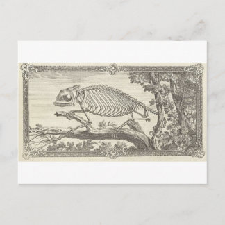 Chameleon Skeleton Illustration Postkarte
