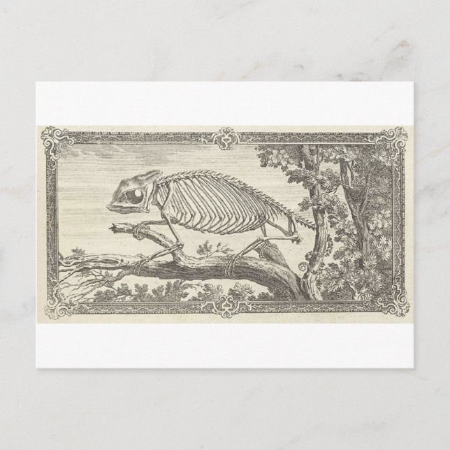 Chameleon Skeleton Illustration Postkarte (Vorderseite)