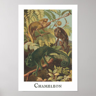 Chameleon Vintag Print Poster