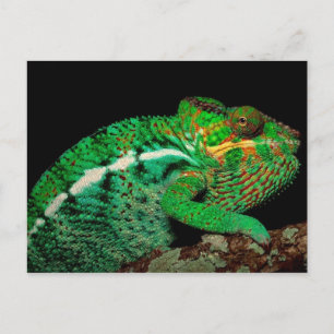 Chameleons Postkarte