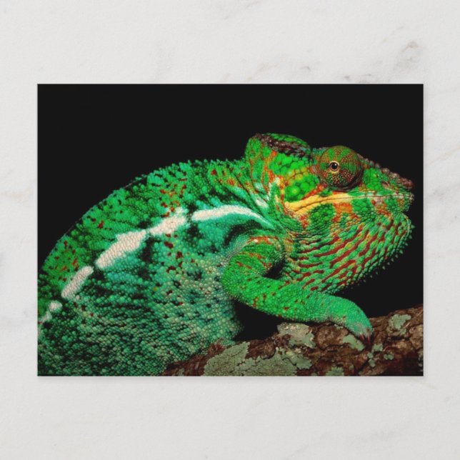 Chameleons Postkarte (Vorderseite)
