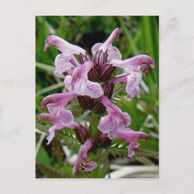 Chamisso Lousewort, Insel Unalaska Postkarte (Vorderseite)