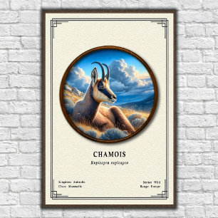 Chamois Zoologie-Serie Poster