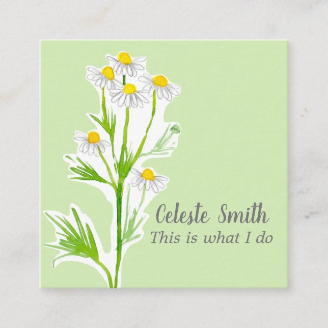 Chamomile Blume Herb Pflanze Illustration Green Quadratische Visitenkarte (Vorderseite)