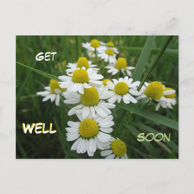 Chamomile Blume Nah aufstehen bald gut werden Post Postkarte (Vorderseite)