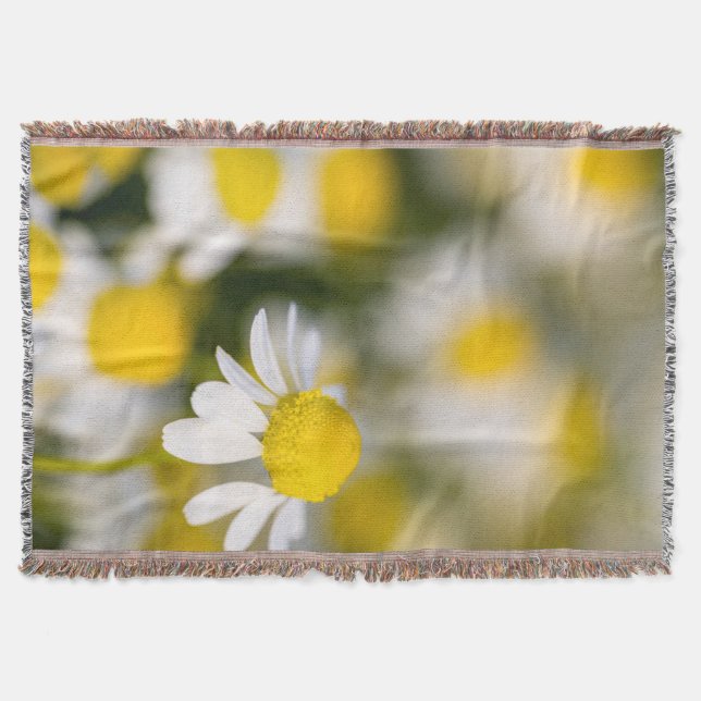Chamomile Blume nah-up, Ungarn Decke (Vorderseite)
