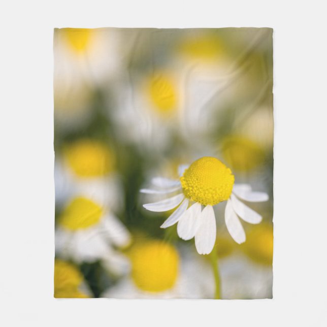 Chamomile Blume nah-up, Ungarn Fleecedecke (Vorderseite)