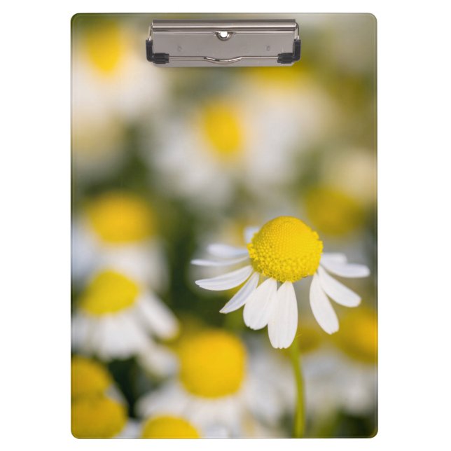 Chamomile Blume nah-up, Ungarn Klemmbrett (Vorderseite)