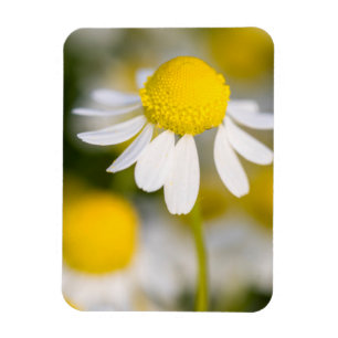 Chamomile Blume nah-up, Ungarn Magnet