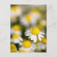 Chamomile Blume nah-up, Ungarn