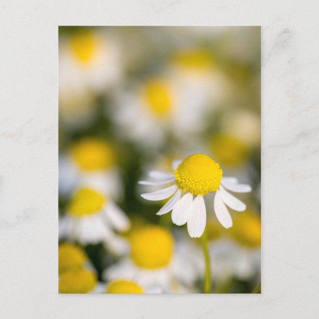 Chamomile Blume nah-up, Ungarn Postkarte (Vorderseite)