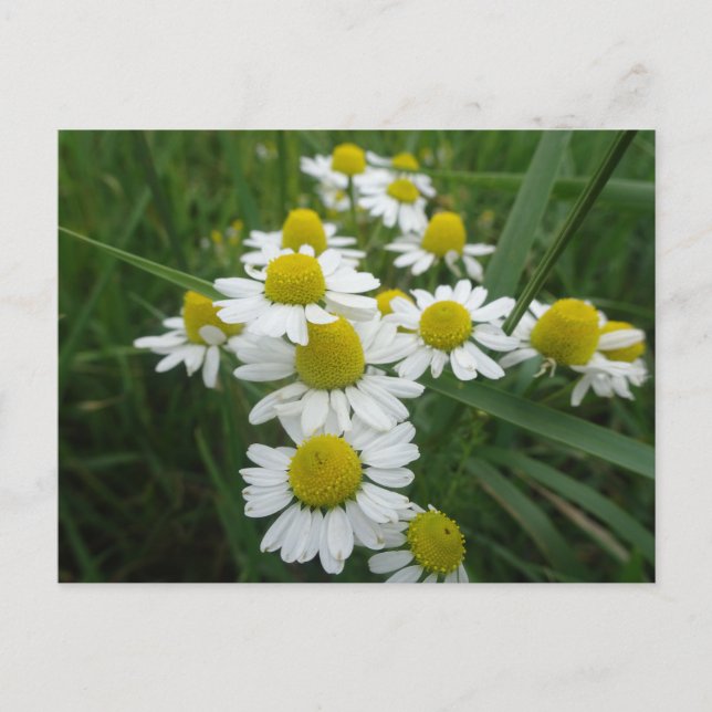 Chamomile Blume Nahe Postkarte (Vorderseite)