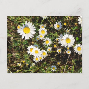 Chamomile-Blume Postkarte