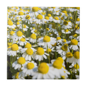 Chamomile Field, Ungarn Fliese