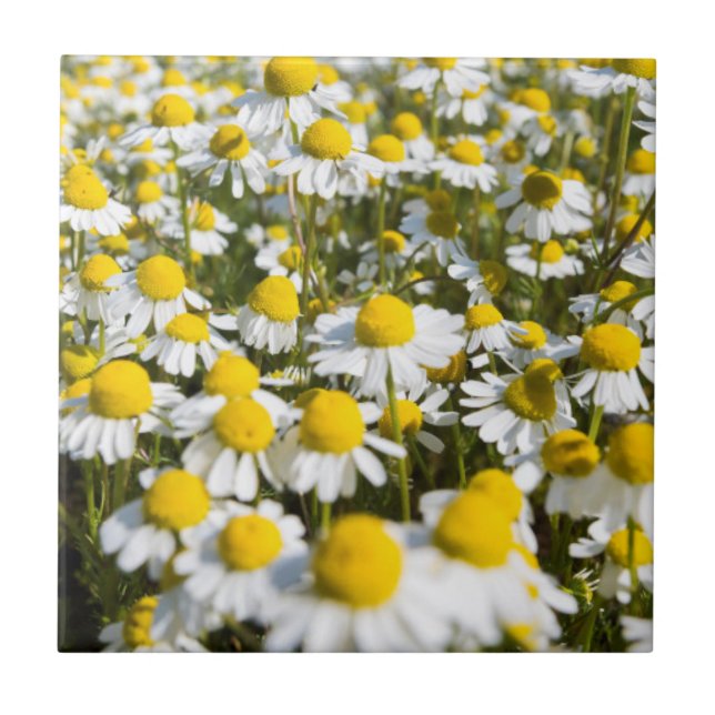 Chamomile Field, Ungarn Fliese (Vorderseite)