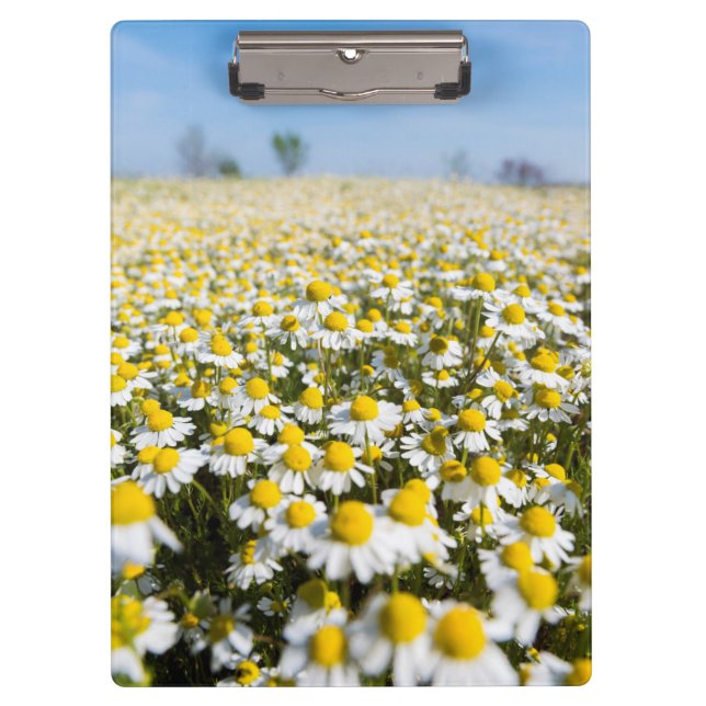 Chamomile Field, Ungarn Klemmbrett (Vorderseite)